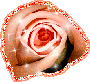 Янтарная роза