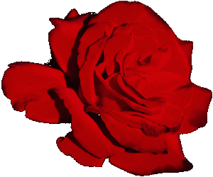 цветок красной розы
