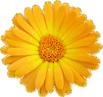 Цветок календулы