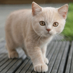 белый котенок